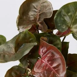 Indoor Garden Syngonium Podophyllum Bronze With Pot Option Easy Care Plants 21 Indoor Garden Syngonium Podophyllum Bronze With Pot Option Easy Care Plants