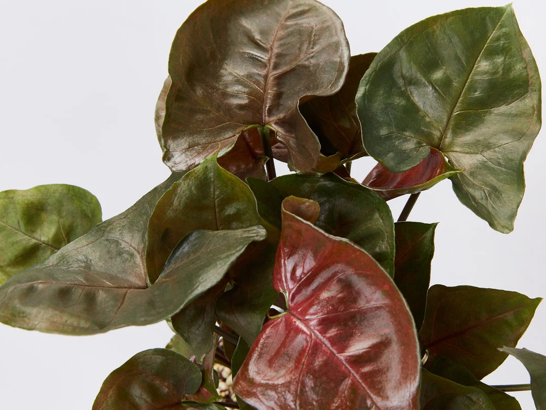 Indoor Garden Syngonium Podophyllum Bronze With Pot Option Easy Care Plants 12 Indoor Garden Syngonium Podophyllum Bronze With Pot Option Easy Care Plants