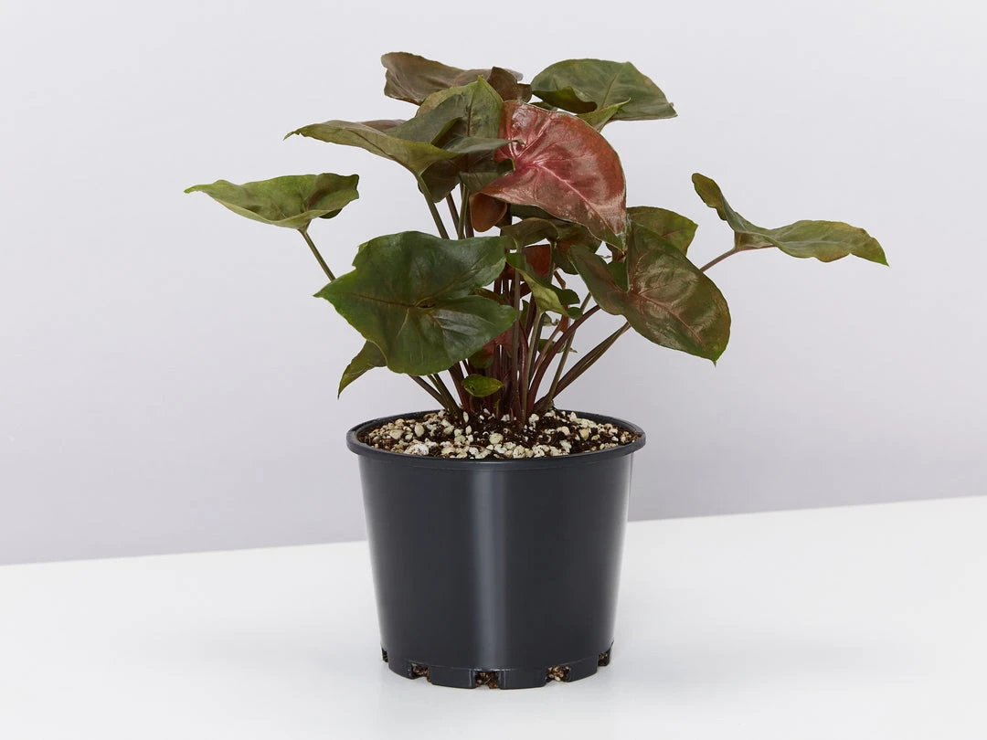 Indoor Garden Syngonium Podophyllum Bronze With Pot Option Easy Care Plants 10 Indoor Garden Syngonium Podophyllum Bronze With Pot Option Easy Care Plants