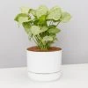 Pot + Plant Gift Box Syngonium Confetti ✔️ - Pot + Plant + Soil Syngoniums 1 Pot + Plant Gift Box Syngonium Confetti ???? - Pot + Plant + Soil Syngoniums