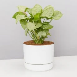 Pot + Plant Gift Box Syngonium Confetti ???? - Pot + Plant + Soil Syngoniums