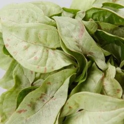 Pot + Plant Gift Box Syngonium Confetti ???? - Pot + Plant + Soil Syngoniums