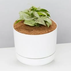 Pot + Plant Gift Box Syngonium Confetti ???? - Pot + Plant + Soil Syngoniums