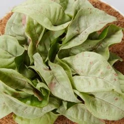 Pot + Plant Gift Box Syngonium Confetti ???? - Pot + Plant + Soil Syngoniums