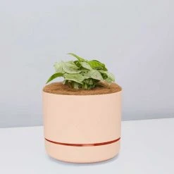 Pot + Plant Gift Box Syngonium Confetti ???? - Pot + Plant + Soil Syngoniums