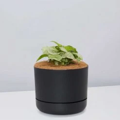 Pot + Plant Gift Box Syngonium Confetti ???? - Pot + Plant + Soil Syngoniums