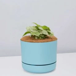 Pot + Plant Gift Box Syngonium Confetti ???? - Pot + Plant + Soil Syngoniums