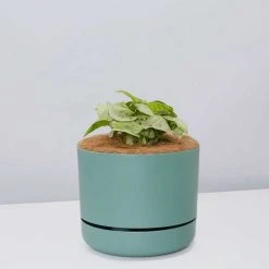 Pot + Plant Gift Box Syngonium Confetti ???? - Pot + Plant + Soil Syngoniums