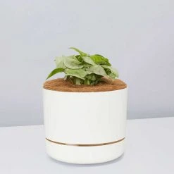 Pot + Plant Gift Box Syngonium Confetti ???? - Pot + Plant + Soil Syngoniums