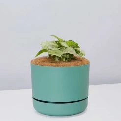 Pot + Plant Gift Box Syngonium Confetti ???? - Pot + Plant + Soil Syngoniums