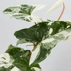 Indoor Garden The Houseplant ???? Wishlist Box Air Purifying