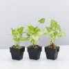Indoor Garden Syngonium Golden Illusion - 85mm
