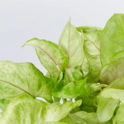 Indoor Garden Syngonium Golden Illusion - 85mm