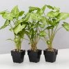 Indoor Garden Syngonium Podophyllum Green Pixie 1 Indoor Garden Syngonium Podophyllum Green Pixie