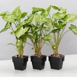 Indoor Garden Syngonium Podophyllum Green Pixie