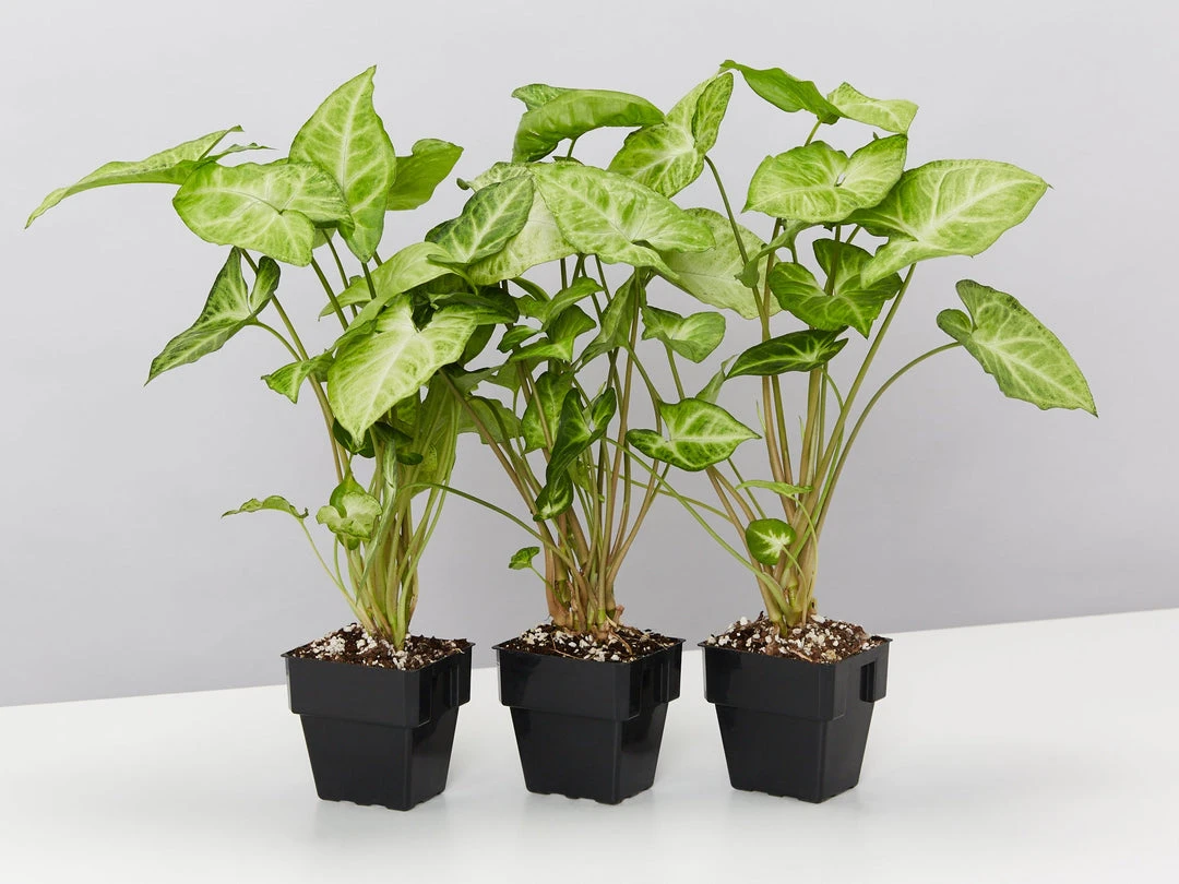 Indoor Garden Syngonium Podophyllum Green Pixie 3 Indoor Garden Syngonium Podophyllum Green Pixie