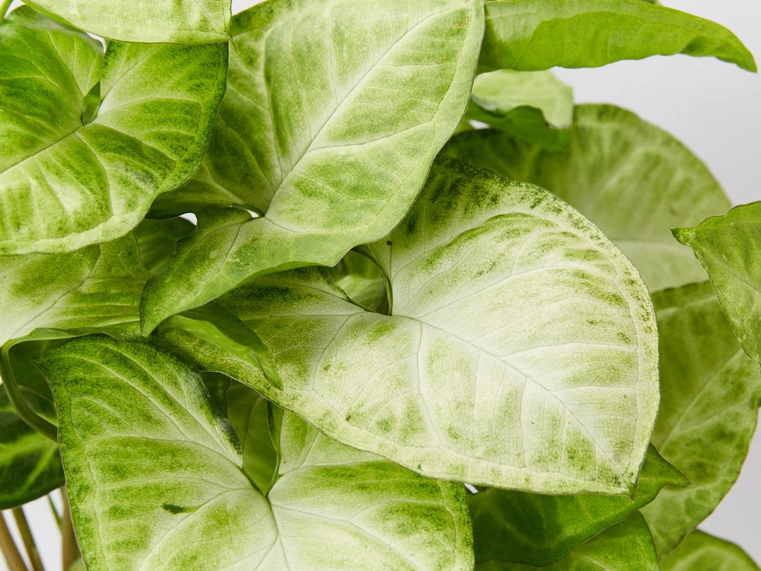 Indoor Garden Syngonium Podophyllum Green Pixie 4 Indoor Garden Syngonium Podophyllum Green Pixie