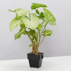 Indoor Garden Syngonium Podophyllum Green Pixie 8 Indoor Garden Syngonium Podophyllum Green Pixie