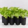 Indoor Garden Easy Care Plants Syngonium Mango Allusion