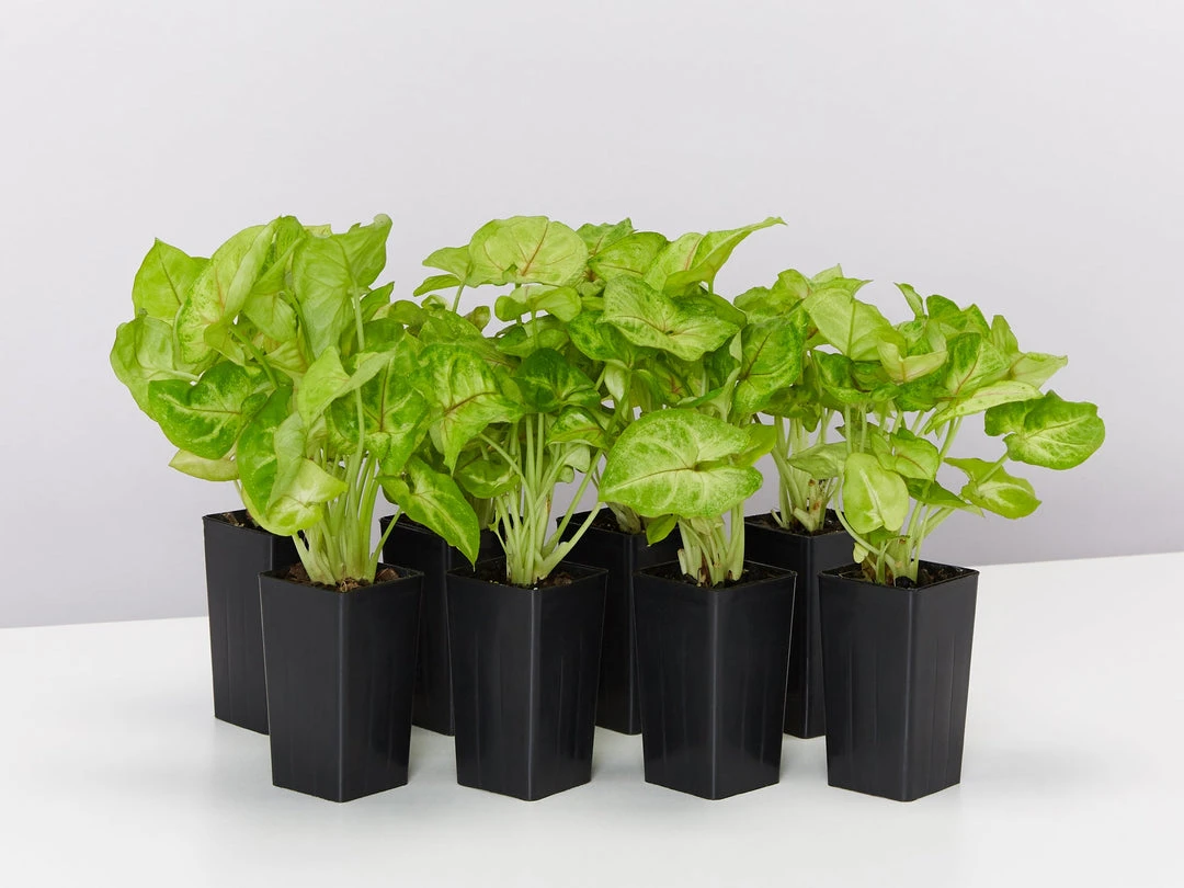 Indoor Garden Easy Care Plants Syngonium Mango Allusion 3 Indoor Garden Easy Care Plants Syngonium Mango Allusion