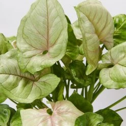 Indoor Garden Syngonium Podophyllum Mango Allusion With Pot Option Syngoniums