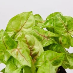 Indoor Garden Easy Care Plants Syngonium Mango Allusion