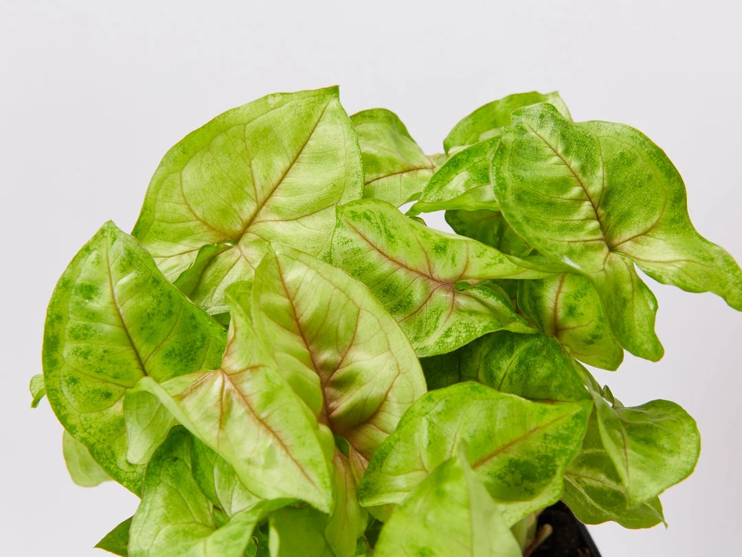 Indoor Garden Easy Care Plants Syngonium Mango Allusion 4 Indoor Garden Easy Care Plants Syngonium Mango Allusion