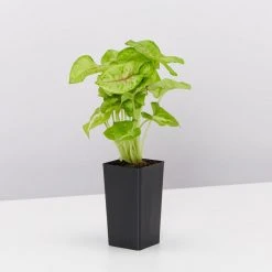 Indoor Garden Easy Care Plants Syngonium Mango Allusion 12 Indoor Garden Easy Care Plants Syngonium Mango Allusion