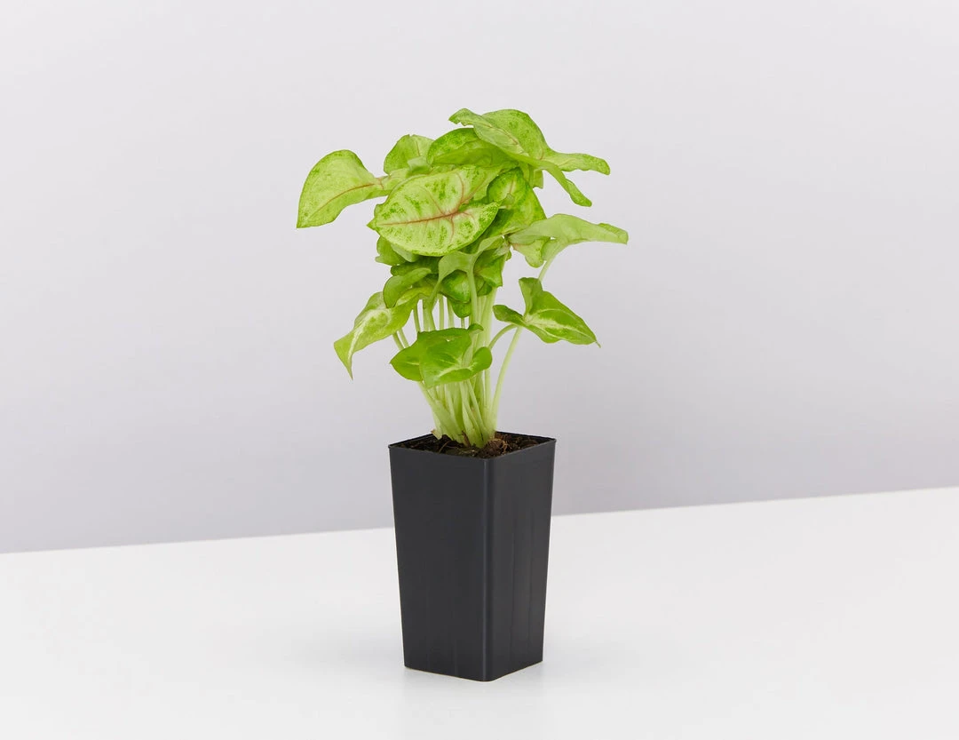 Indoor Garden Easy Care Plants Syngonium Mango Allusion 6 Indoor Garden Easy Care Plants Syngonium Mango Allusion