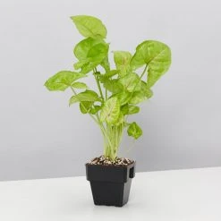 Indoor Garden Syngonium Mixed Pack - 85mm Plant Packs 13 Indoor Garden Syngonium Mixed Pack - 85mm Plant Packs
