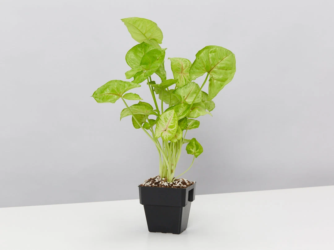 Indoor Garden Syngonium Mixed Pack - 85mm Plant Packs 6 Indoor Garden Syngonium Mixed Pack - 85mm Plant Packs