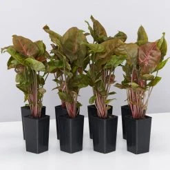 Indoor Garden Syngonium Podophyllum Bronze