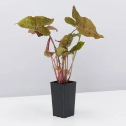 Indoor Garden The Plant Killers Houseplant Pack Easy Care Plants