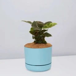 Indoor Garden Syngonium Podophyllum Bronze With Pot Option Easy Care Plants 16 Indoor Garden Syngonium Podophyllum Bronze With Pot Option Easy Care Plants