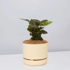 Indoor Garden Syngonium Podophyllum Bronze With Pot Option Easy Care Plants