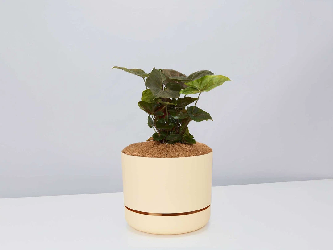 Indoor Garden Syngonium Podophyllum Bronze With Pot Option Easy Care Plants 4 Indoor Garden Syngonium Podophyllum Bronze With Pot Option Easy Care Plants