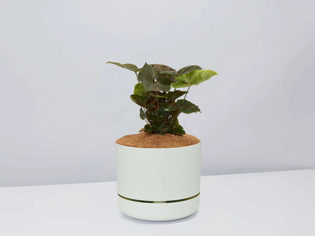 Indoor Garden Syngonium Podophyllum Bronze With Pot Option Easy Care Plants 5 Indoor Garden Syngonium Podophyllum Bronze With Pot Option Easy Care Plants