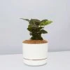 Indoor Garden Syngonium Podophyllum Bronze With Pot Option Easy Care Plants