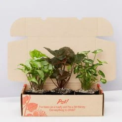 Indoor Garden Syngonium Mixed Pack - 85mm Plant Packs