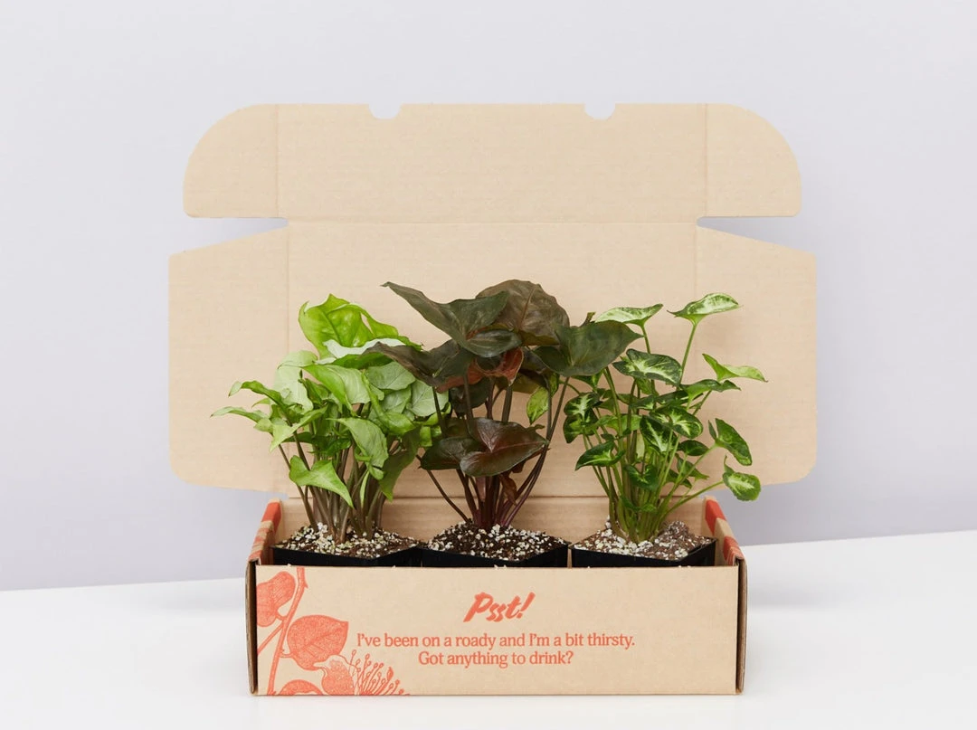 Indoor Garden Syngonium Mixed Pack - 85mm Plant Packs 3 Indoor Garden Syngonium Mixed Pack - 85mm Plant Packs