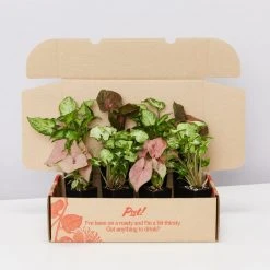 Indoor Garden Easy Care Plants Syngonium Mixed Pack