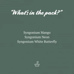 Indoor Garden Syngonium Mixed Pack - 85mm Plant Packs