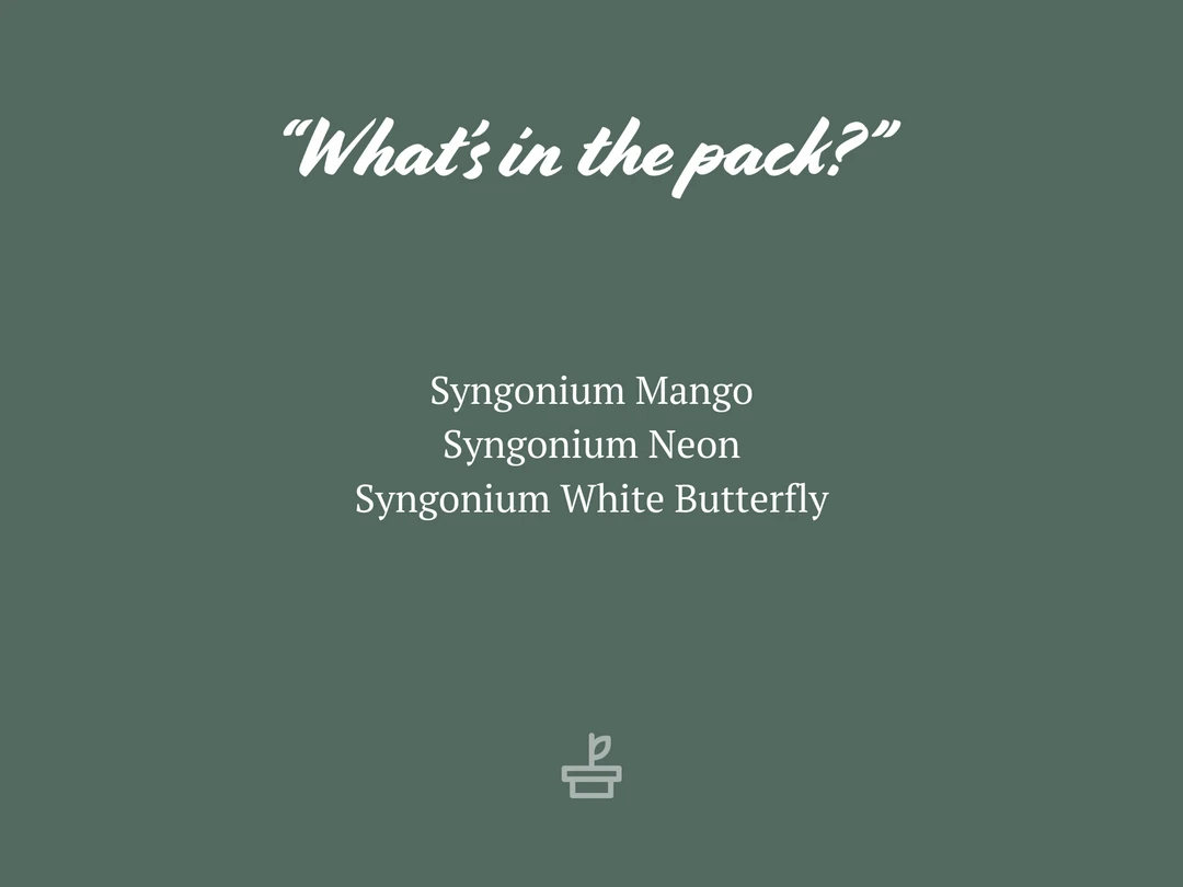 Indoor Garden Syngonium Mixed Pack - 85mm Plant Packs 4 Indoor Garden Syngonium Mixed Pack - 85mm Plant Packs