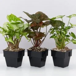 Indoor Garden Syngonium Mixed Pack - 85mm Plant Packs 12 Indoor Garden Syngonium Mixed Pack - 85mm Plant Packs