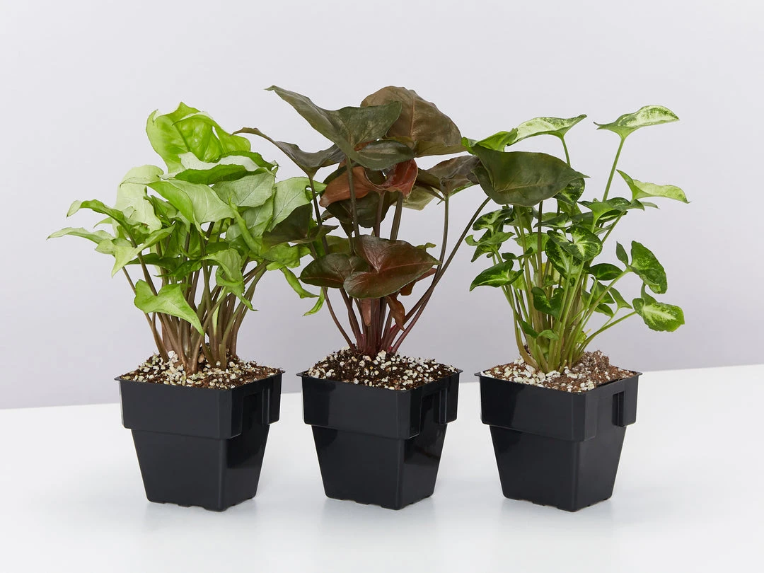 Indoor Garden Syngonium Mixed Pack - 85mm Plant Packs 5 Indoor Garden Syngonium Mixed Pack - 85mm Plant Packs