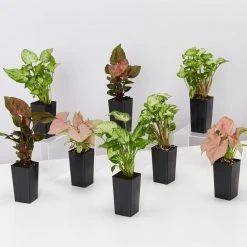 Indoor Garden Easy Care Plants Syngonium Mixed Pack