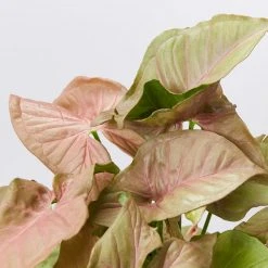 Pot + Plant Gift Box Syngoniums Syngonium Neon - Pot + Plant + Soil