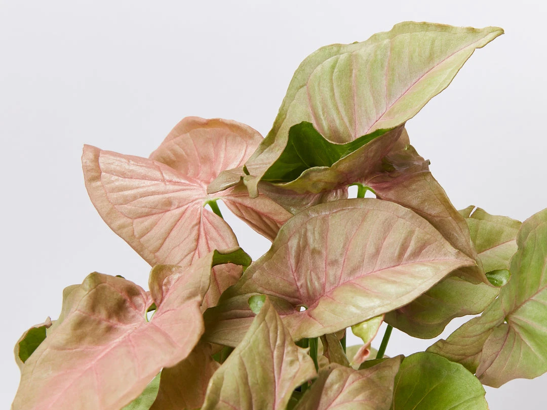 Pot + Plant Gift Box Syngoniums Syngonium Neon - Pot + Plant + Soil 4 Pot + Plant Gift Box Syngoniums Syngonium Neon - Pot + Plant + Soil