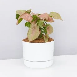 Pot + Plant Gift Box Syngoniums Syngonium Neon - Pot + Plant + Soil 24 Pot + Plant Gift Box Syngoniums Syngonium Neon - Pot + Plant + Soil