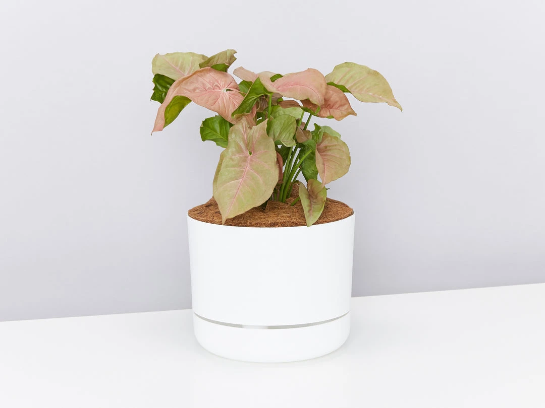 Pot + Plant Gift Box Syngoniums Syngonium Neon - Pot + Plant + Soil 11 Pot + Plant Gift Box Syngoniums Syngonium Neon - Pot + Plant + Soil